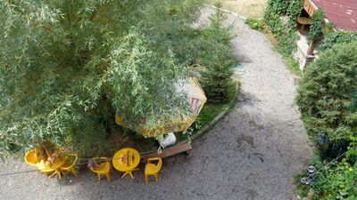 ნატვრის ხე_4